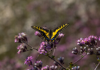 Butterfly (Western Tiger Snowtail) Sits on purple flower