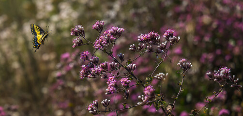 Butterfly landing on field of flowers