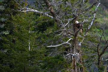 Bald Eagle perched in a tree in Lake Clark National Park, AK
