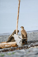 Juvenile bald eagle perched on a driftwood log on the beach of Homer Spit, AK
