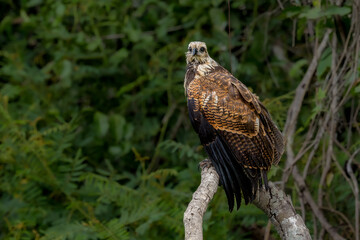 Black Collard Hawk fishing in the Pantanl