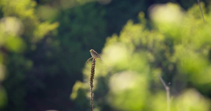 White-rumped seedeater (Crithagra leucopygia) perched on tree branch chirping in a green forest 4K video