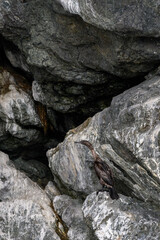 Pelagic Cormorant blending into the rocks on Gull Island, Katchemak Bay, AK
