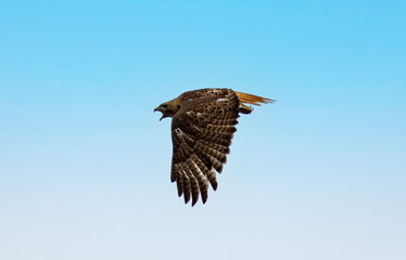 hawk in flight