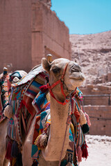 camel in the desert