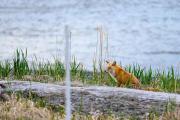 Red fox hunting in the early morning in the shoreline grasses on the beach at Chinitna Bay in Lake Clark National Park, AK
