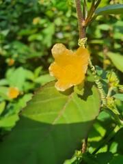 Malvaceae is a diverse family of flowering plants, commonly known as the mallow family. It's a large family that includes a wide variety of species