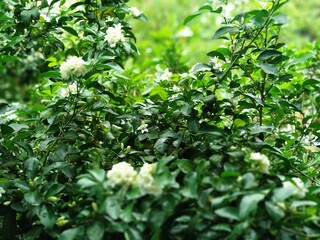 Fototapeta na wymiar green leaves background with Jasmine Flower