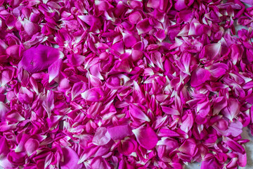background rose petals
