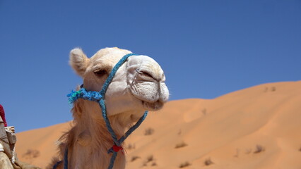 Close up of a white dromedary camel (Camelus dromedarius) in the Sahara Desert, outside of Douz,...