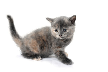 Fluffy purebred gray kitten on a white isolated background