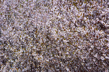 Cherry Blossom in Great Profusion