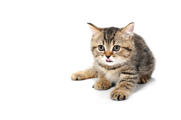 Fluffy purebred gray kitten on a white isolated background