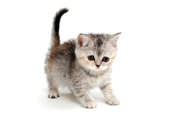 Fluffy grey kitten on a white isolated background