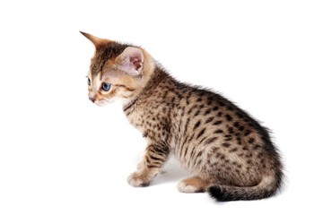 Purebred smooth-haired cat on a white isolated background