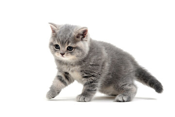 Fluffy purebred gray kitten on a white isolated background