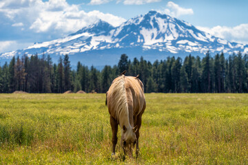 Horses on a Ranch with the Cascade Mountains in the Background in Central Oregon in the Spring