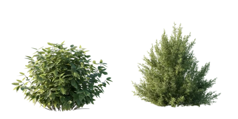 Foto op Aluminium isolated shrub bushes in 2 variation, best use for landscape design, best use for post production render. © AK082