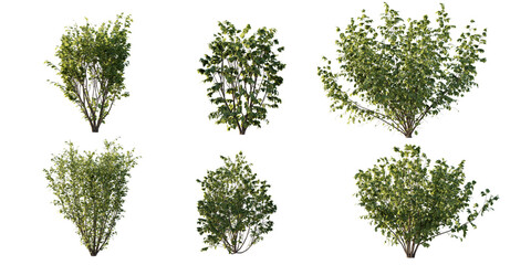 isolated shrub bushes in 6 variation, best use for landscape design, best use for post production render.