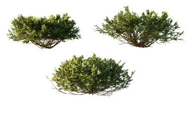 isolated shrub bushes in 3 variation, best use for landscape design, best use for post production render.