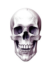 Fototapeta premium Realistic Skull, Logo, Wall Art, Bones, Halloween. Generative AI