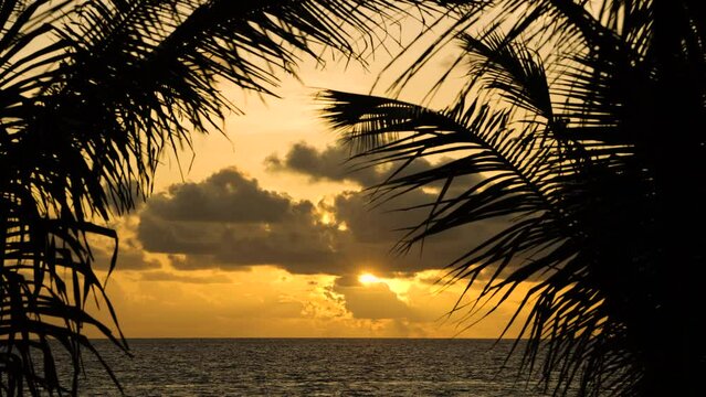 Palm trees on the beach at sunrise or sunset in summer with silhouette of palm leaves.