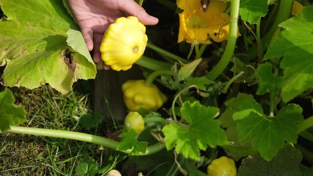 Squash patisson in the garden. Male hands harvest squash in the garden.