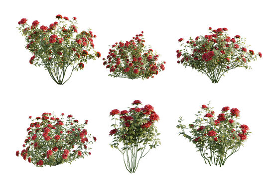 isolated shrub flower bushes in 3 variation, best use for landscape design, best use for post production render.