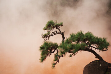 Isolate japanese black pine on the red hotspring background