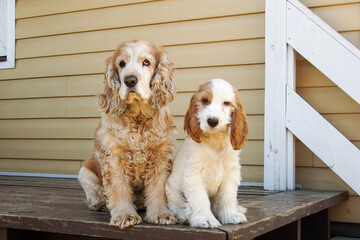 Two Spaniel dogs are sitting on the veranda of the house.