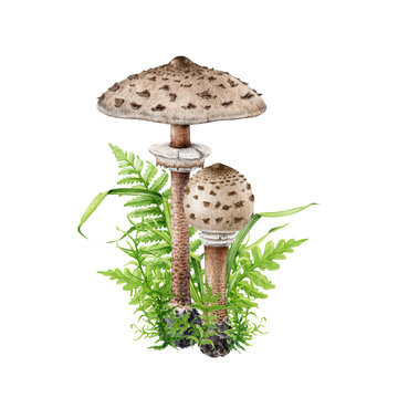 Parasol mushroom group with forest plants illustration. Watercolor painted botanical illustration. Hand drawn macrolepiota procera fungus. Parasol forest edible mushroom with fern, grass moss