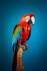 Fototapeta premium colorful red parrot on perch isolated on plain blue studio background made with generative ai