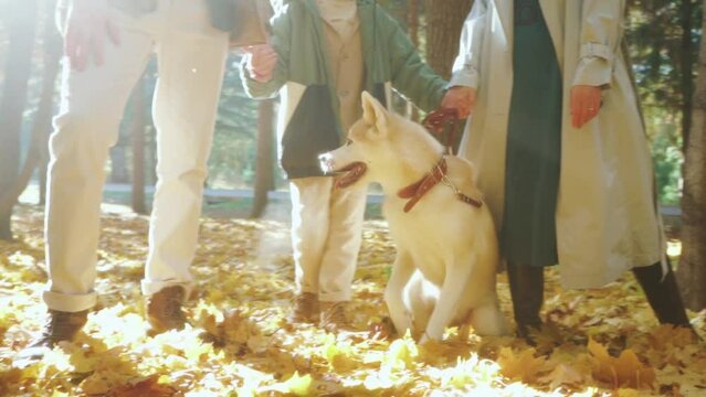 nice cute Akita dog spending time with owners in park on sunny warm fall day Slow motion lifestyle leisure caring, healthy communication. family takes care of dog