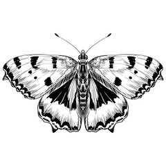 Butterfly sketch vintage animal vector illustration.