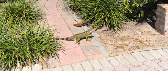 Iconic invasive Green Iguana from Miami, Florida  (Iguana iguana)
