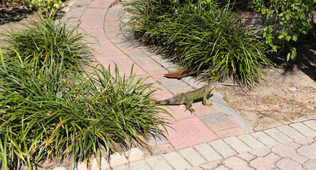 Iconic invasive Green Iguana from Miami, Florida  (Iguana iguana)