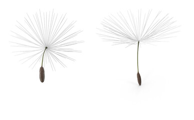 dandelion seeds isolated on transparent background