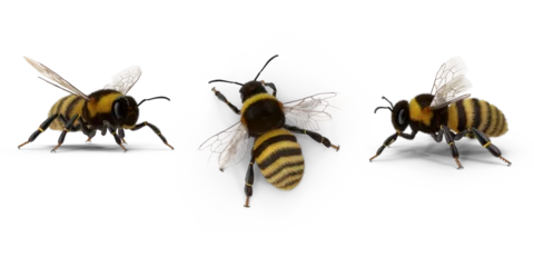 Fotobehang bee isolated on transparent background © mika
