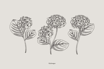 Vintage hydrangea pattern. Vector botanical illustration. Set. - obrazy, fototapety, plakaty