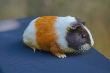 Fototapeta premium country pig in the garden