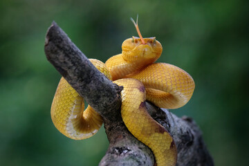 close up of a snake
