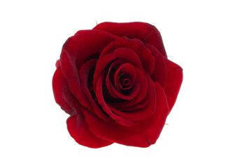 a beautiful red rose close up