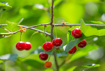 cherry berries on a tree close-up