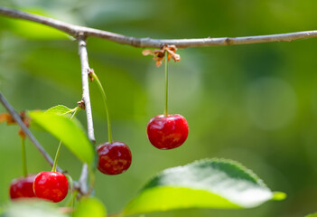 cherry berries on a tree close-up