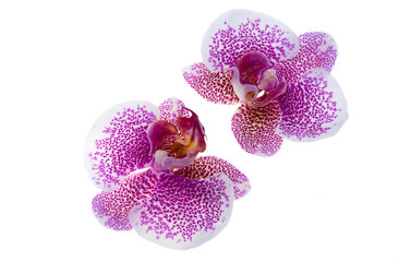 Naklejka na ściany i meble orchid flower isolated