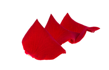 petals red rose isolated
