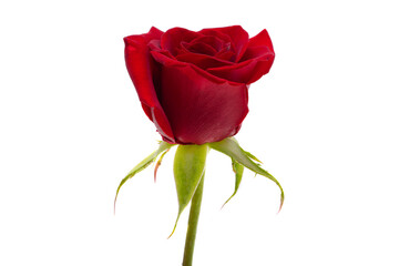 red rose isolated