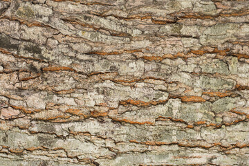 Realistic Tree bark background texture, Seamless texture from tree