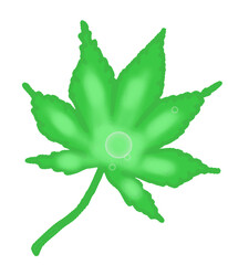 green leaf isolated on white
