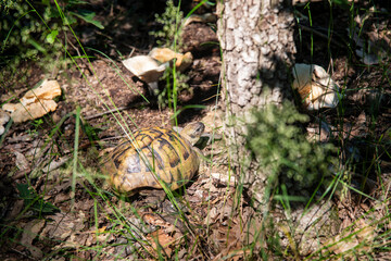 mushrooms on the tree and turtlle